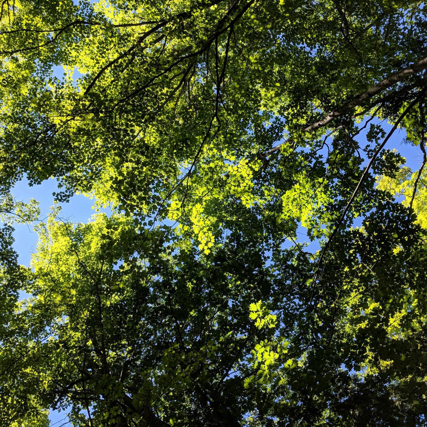 durata bagni di foresta