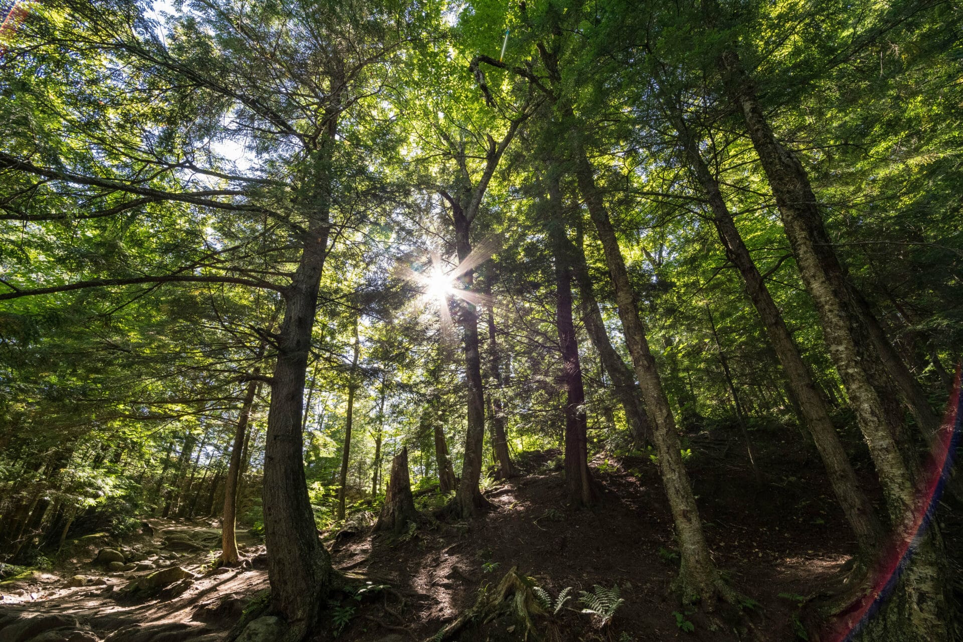 Bagni di foresta Forest Bathing Ticino