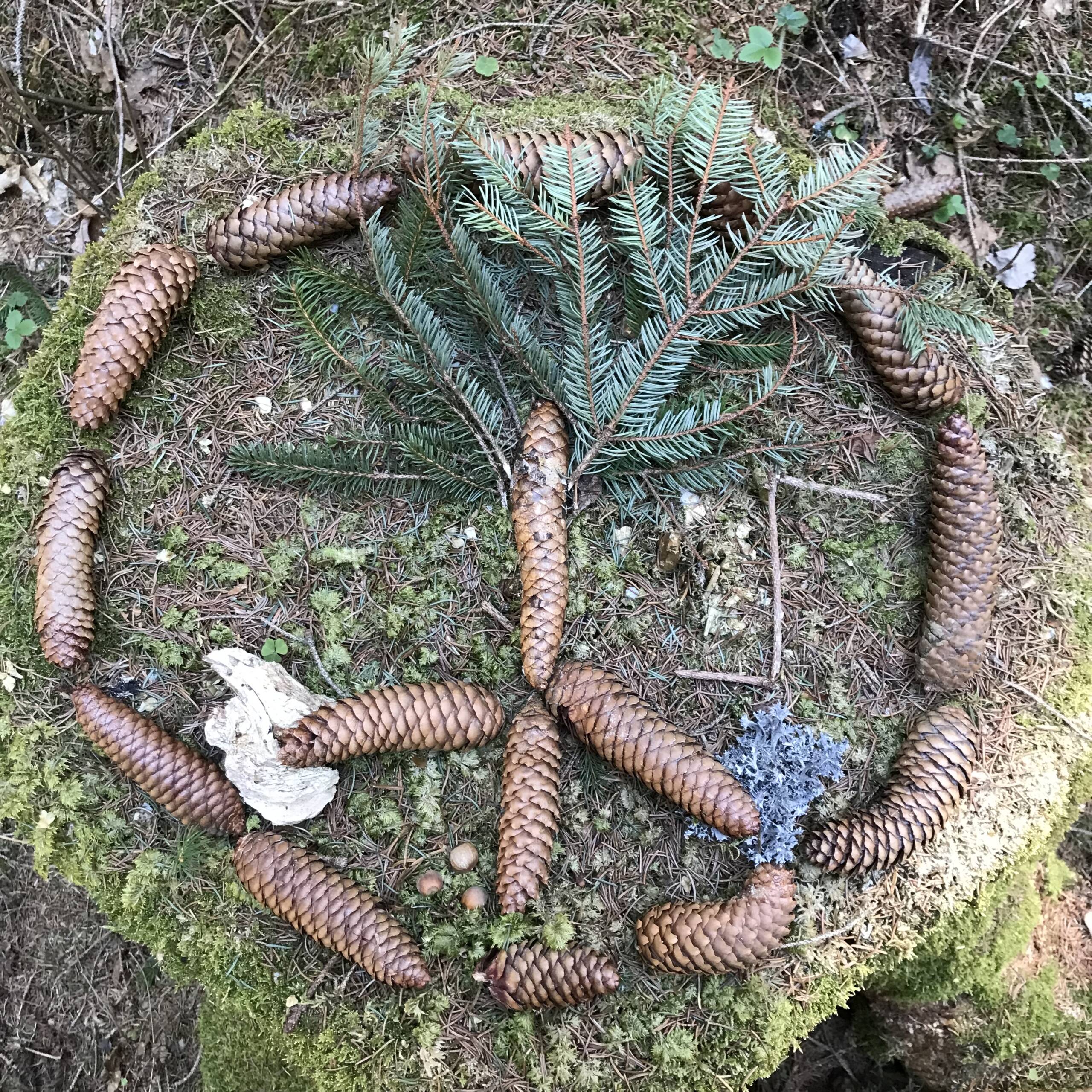 Bagni di Foresta, Forest Bathing Ticino, con Barbara Botticchio