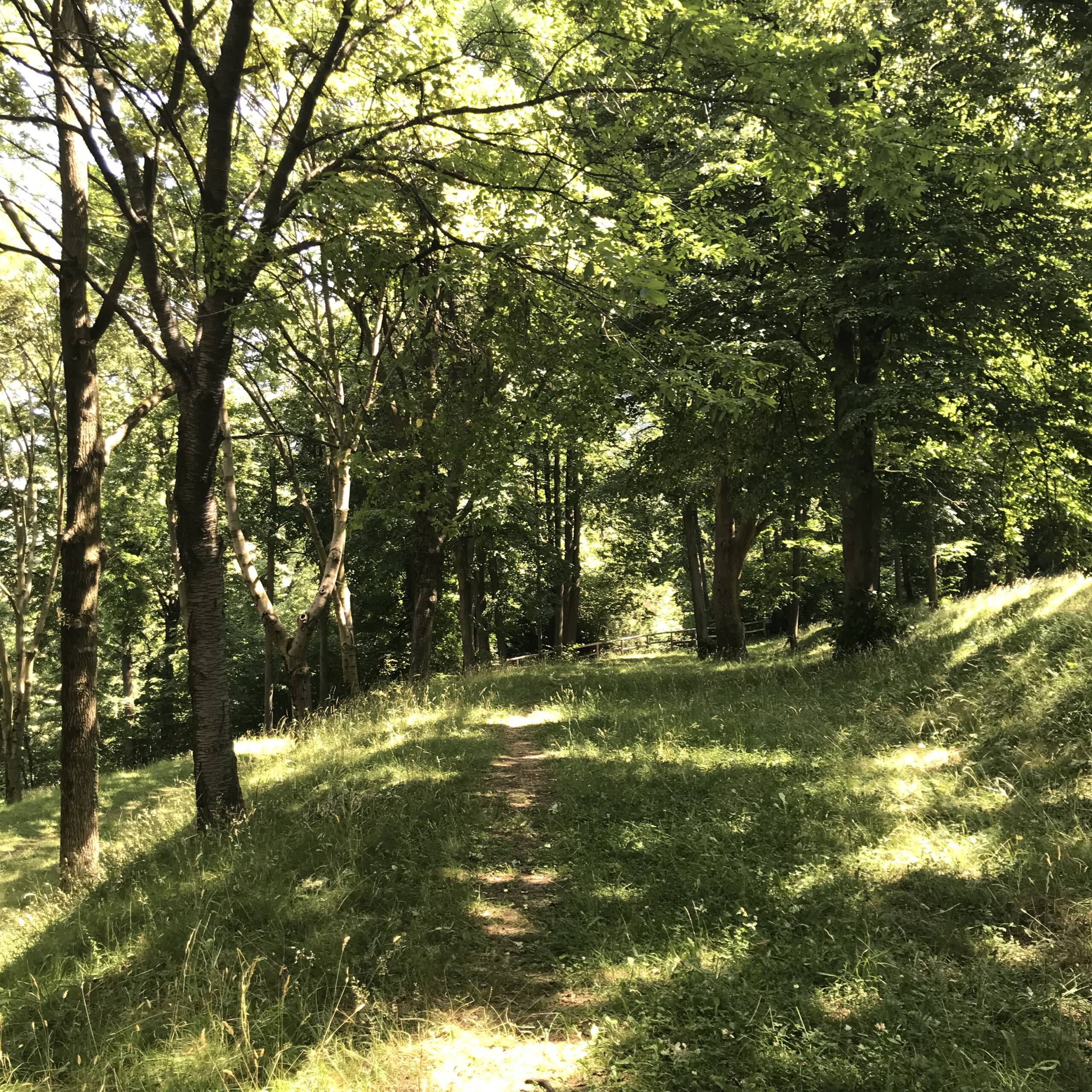 Bagni di Foresta, Forest Bathing Ticino