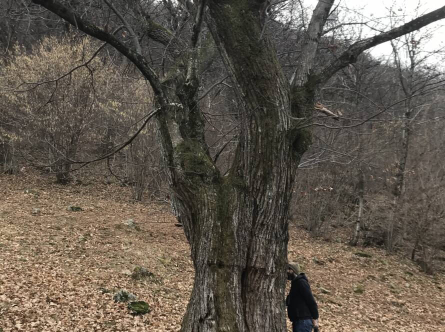 Momenti durante un Bagno di Bosco, Robasacco