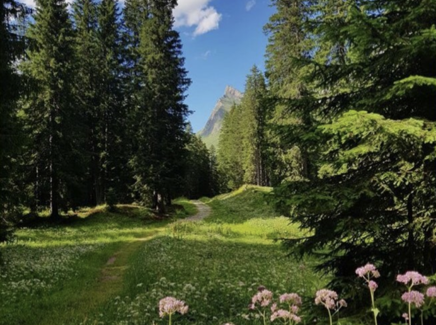 Contemplazione durante un Bagno di Bosco,